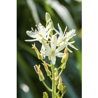 Kategorie <b>Stauden </b> - Camassia leichtlinii 'Alba'