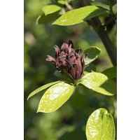Kategorie <b>Produkt nicht gewünscht </b> - Calycanthus floridus