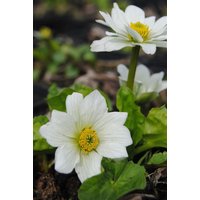 Kategorie <b>Stauden </b> - Caltha palustris var.alba