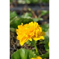 Kategorie <b>Stauden </b> - Caltha palustris 'Multiplex'