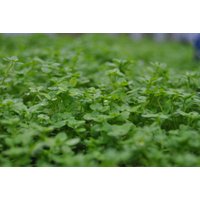 Kategorie <b>Produkt nicht gewünscht </b> - Callitriche palustris