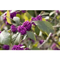 Kategorie <b>Produkt nicht gewünscht </b> - Callicarpa bodinieri 'Profusion'