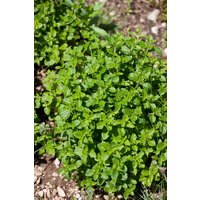 Kategorie <b>Produkt nicht gewünscht </b> - Calamintha nepeta 'Triumphator'