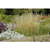 Kategorie <b>Produkt nicht gewünscht </b> - Calamagrostis x acutiflora 'Waldenbuch'