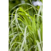 Kategorie <b>Gräser </b> - Calamagrostis brachytricha