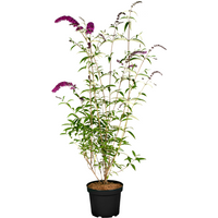 Kategorie <b>Produkt nicht gewünscht </b> - Buddleja davidii 'Royal Red'