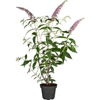 Kategorie <b>Produkt nicht gewünscht </b> - Buddleja davidii 'Pink Delight'
