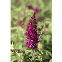 Kategorie <b>Produkt nicht gewünscht </b> - Buddleja davidii 'Nanho Purple'
