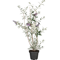 Kategorie <b>Produkt nicht gewünscht </b> - Buddleja davidii 'Nanho Blue'