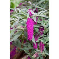 Kategorie <b>Produkt nicht gewünscht </b> - Buddleja davidii 'Cardinal'