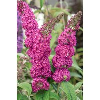 Kategorie <b>Blütensträucher und Ziergehölze </b> - Buddleja Buzz Hot Raspberry