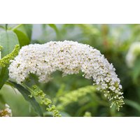 Kategorie <b>Produkt nicht gewünscht </b> - Buddleja 'White Bouquet'