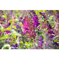Kategorie <b>Produkt nicht gewünscht </b> - Buddleja 'Summer Beauty'
