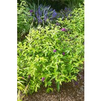 Kategorie <b>Produkt nicht gewünscht </b> - Buddleja 'Santana'