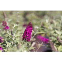 Kategorie <b>Produkt nicht gewünscht </b> - Buddleja 'Red Chip' -S-
