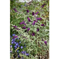 Kategorie <b>Produkt nicht gewünscht </b> - Buddleja 'Harlequin'