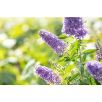 Kategorie <b>Produkt nicht gewünscht </b> - Buddleja 'Buzz Violet' -R-