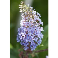 Kategorie <b>Produkt nicht gewünscht </b> - Buddleja 'Buzz Sky Blue' -R-