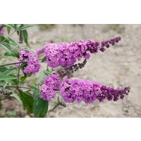Kategorie <b>Produkt nicht gewünscht </b> - Buddleja davidii 'Border Beauty'