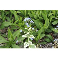 Kategorie <b>Stauden </b> - Brunnera macrophylla 'Variegata'