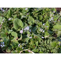 Stauden - Brunnera macrophylla 'Langtrees'