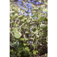 Stauden - Brunnera macrophylla 'Hadspen Cream'