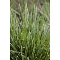 Kategorie <b>Produkt nicht gewünscht </b> - Briza media 'Limouzi'