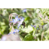 Kategorie <b>Kräuter- und Teepflanzen </b> - Borago officinalis