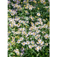 Kategorie <b>Stauden </b> - Boltonia asteroides 'Snowbank'