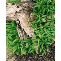 Kategorie <b>Gräser </b> - Blechnum penna-marina