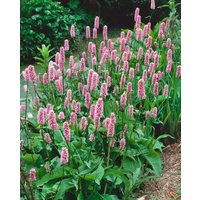 Kategorie <b>Stauden </b> - Bistorta officinalis 'Hohe Tatra'