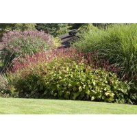 Kategorie <b>Stauden </b> - Bistorta amplexicaulis 'Speciosa'