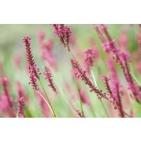 Kategorie <b>Produkt nicht gewünscht </b> - Bistorta amplexicaulis 'Inverleith'