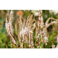 Kategorie <b>Produkt nicht gewünscht </b> - Bistorta amplexicaulis 'Alba'