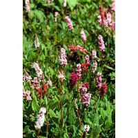 Kategorie <b>Produkt nicht gewünscht </b> - Bistorta affinis 'Kabouter'