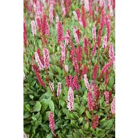 Kategorie <b>Produkt nicht gewünscht </b> - Bistorta affinis 'Donald Lowndes'