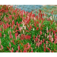 Kategorie <b>Produkt nicht gewünscht </b> - Bistorta affinis 'Darjeeling Red'