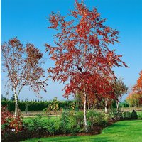 Kategorie <b>Laubbäume </b> - Betula pendula 'Royal Frost'