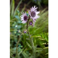 Kategorie <b>Produkt nicht gewünscht </b> - Berkheya purpurea
