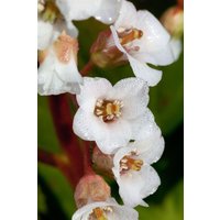 Kategorie <b>Stauden </b> - Bergenia stracheyi 'Brahms'