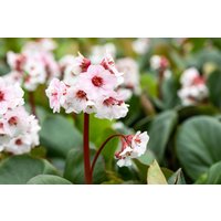 Kategorie <b>Stauden </b> - Bergenia cordifolia 'Silberlicht'