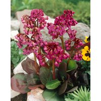 Stauden - Bergenia cordifolia 'Rote Schwester'