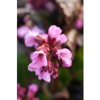 Stauden - Bergenia cordifolia 'Rosi Klose'
