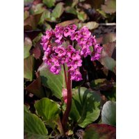 Stauden - Bergenia cordifolia 'Oeschberg'