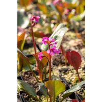 Kategorie <b>Stauden </b> - Bergenia cordifolia 'Eroica'