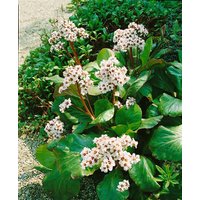 Kategorie <b>Stauden </b> - Bergenia cordifolia 'Bressingham White'