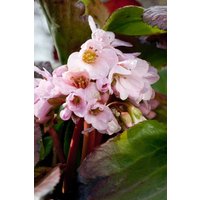 Kategorie <b>Stauden </b> - Bergenia cordifolia 'Biedermeier'