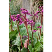 Stauden - Bergenia cordifolia 'Baby Doll'