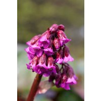 Stauden - Bergenia cordifolia 'Admiral'