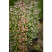 Kategorie <b>Laubbäume </b> - Berberis thunbergii 'Helmond Pillar'